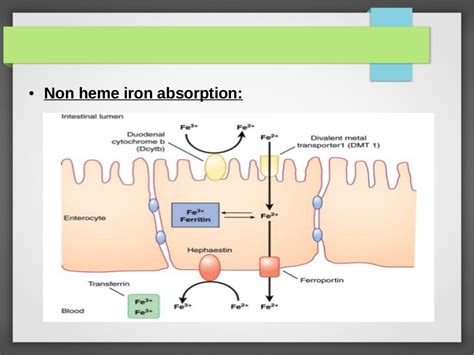 Iron metabolism final