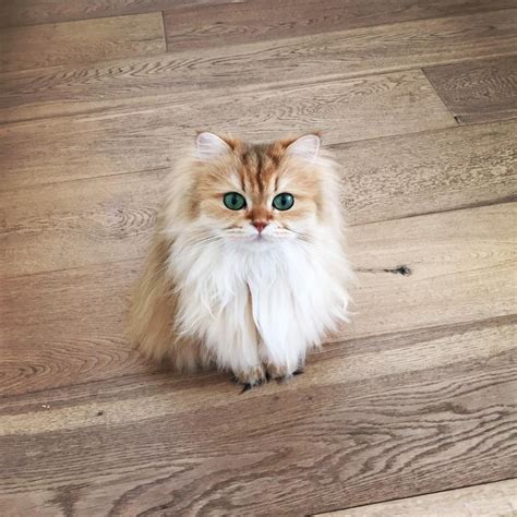 Meet Smoothie The World S Most Photogenic Cat