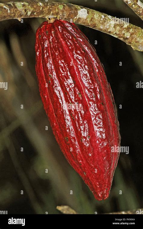 Cacao Sudamerica Fotografías E Imágenes De Alta Resolución Alamy