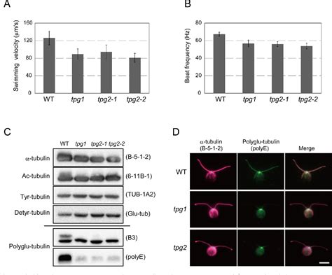 Figure 1 From A Conserved Flagella Associated Protein In Chlamydomonas