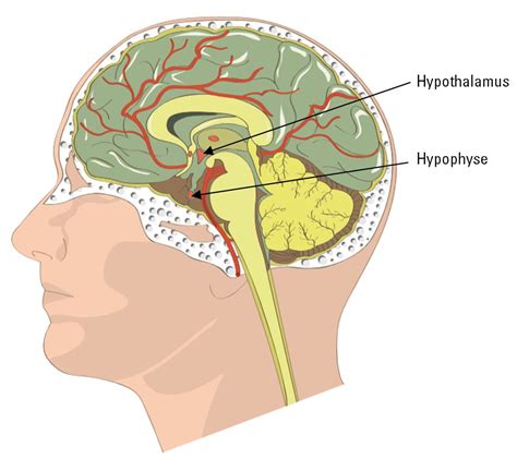 Complexe Hypothalamo Hypophysaire Votre Espace Stl