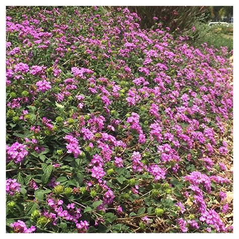 Purple Trailing Lantana