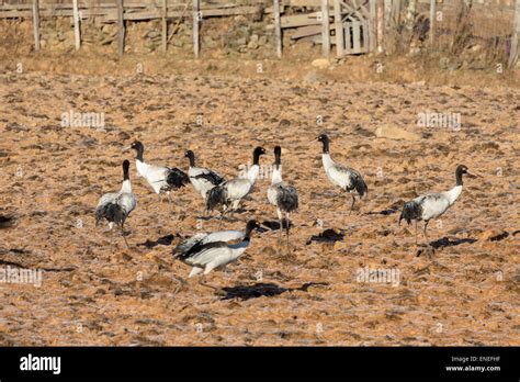 Black-necked cranes, Phobjikha Valley, Western Bhutan, Asia Stock Photo ...