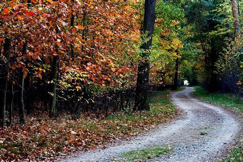 Nature Trees Autumn Path Foliage HD Wallpaper Pxfuel