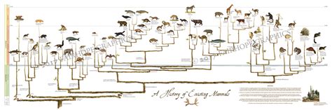 A History of Existing Mammals — Fairhope Graphics - Evolutionary Trees ...