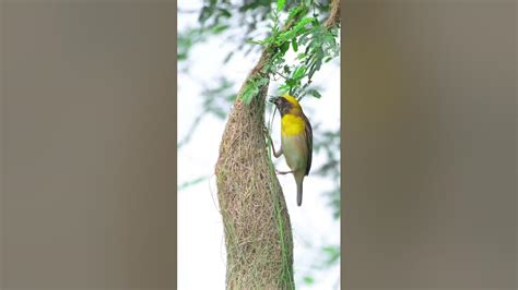 Birds Sparrow Nesting🏘️🕊️🐦🦜 Youtube