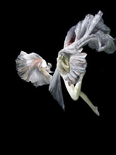 Nude Photography For Sale Saatchi Art