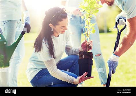 Group Of Volunteers Planting Tree In Park Stock Photo Alamy