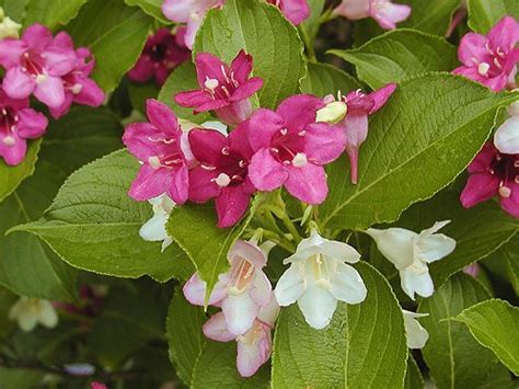 Вейгела (Weigela) - описание вида, фотографии, уход, содержание ...