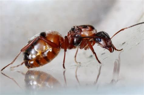 Qual é A Função Da Formiga Na Natureza E No Meio Ambiente Mundo Ecologia