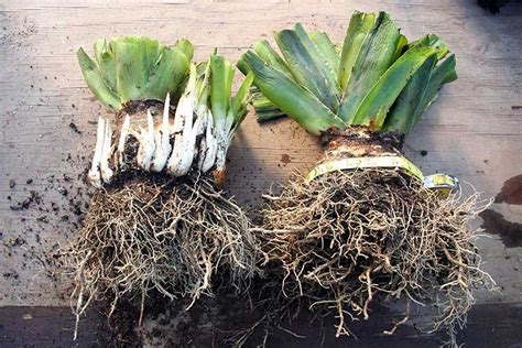 Эвкомис (эукомис) — «ананас» для вашего сада: выращивание и уход