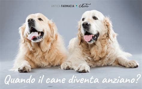 Quando Il Cane Diventa Anziano