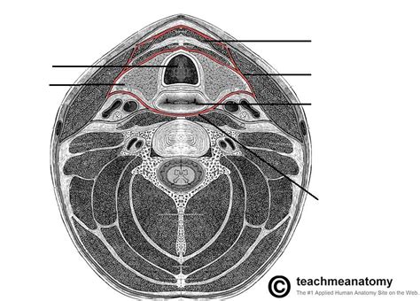 Fascial Layers - Deep - Superficial - TeachMeAnatomy