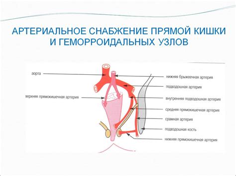 Презентация на тему: АНАТОМИЯ