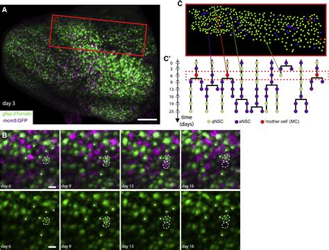 Dynamic Spatiotemporal Coordination Of Neural Stem Cell Fate Decisions