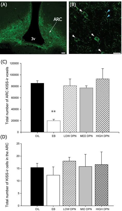 Kisspeptin Immunolabeling In The Mediobasal Hypothalamus Fluorescence