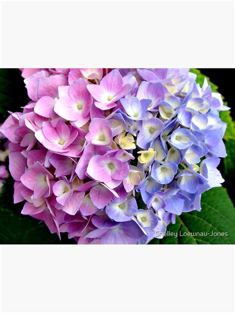 Pink And Blue Hydrangeas Sticker For Sale By Shelleyloewnau Redbubble