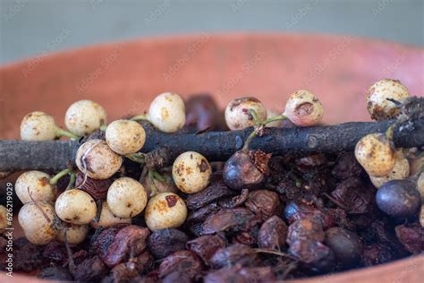 Fruit of Ficus superba, also known as sea fig or deciduous fig, is a hemiepiphytic tree of genus ...