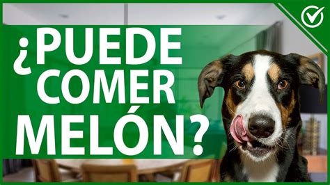 El Mel N Es Malo Para Los Perros Descubre La Verdad En Nuestra Gu A