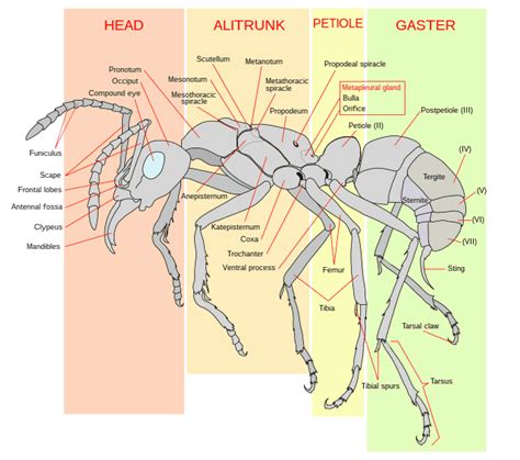 Gaster (insect anatomy) - Wikiwand