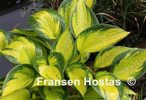 Hosta Colourful Fh Collection 2024 Fransen Hostas