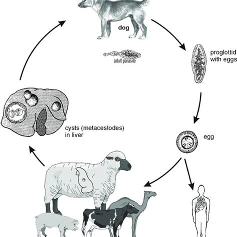 Pdf Helminth Cestode Echinococcus Granulosus And Echinococcus Mutilocularis