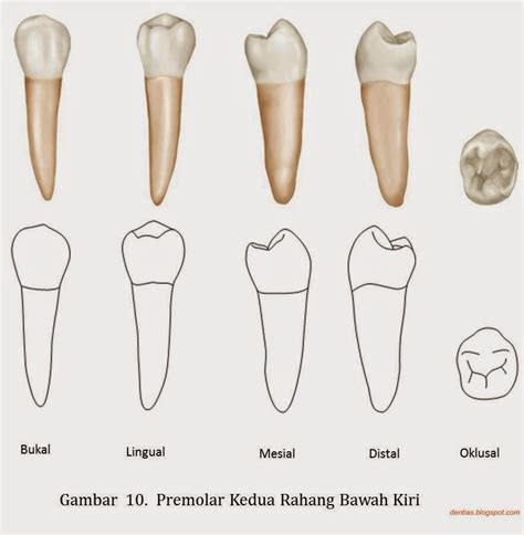 Morfologi Gigi Permanen Dent Ias Notes