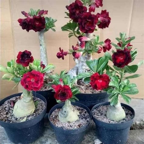 Jual Promo Besar Tanaman Hias Bibit Adenium Bunga Merah Tumpuk