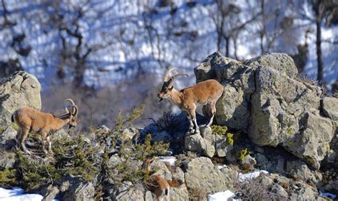 Bezoar Goats: A "Red Book" Animal | Phoenix Tour Armenia