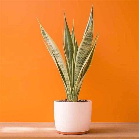 Plantes Qui Absorbent L Humidit Dans La Salle De Bain