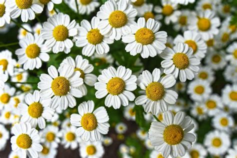 What is the Feverfew Plant and What is it Good For? - Garden and Happy