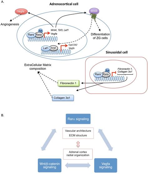 Proposed model for the role of Rarα in adrenocortical development A