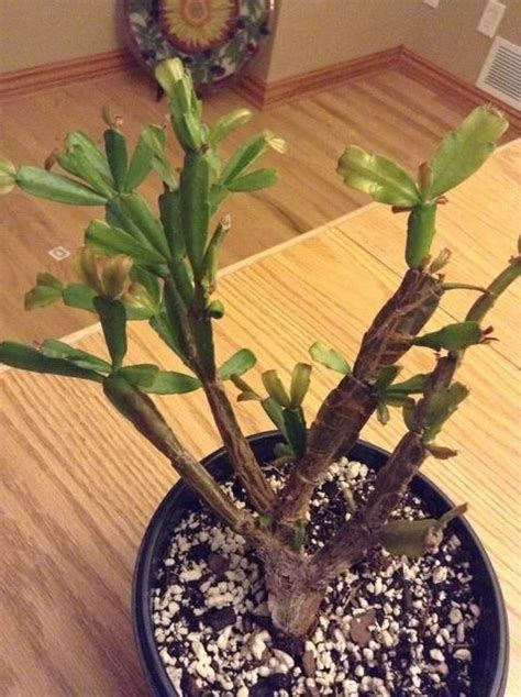 Christmas Cactus Is Rotting Tips On Treating Root Rot In Christmas