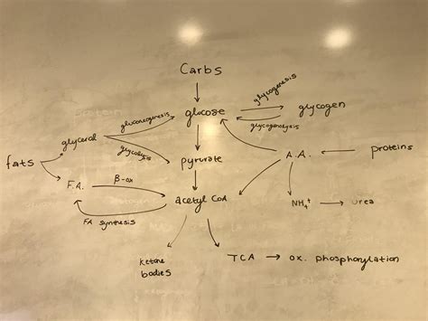 Biochemistry Pathways I Memorized R Mcat