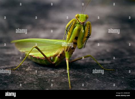 Large Green Praying Mantis Attacking Stance On A Darck Background Stock