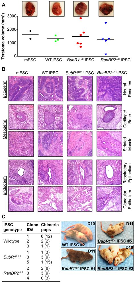 Ipscs Derived From W Cin Mefs Form Teratomas And Chimeric Mice A