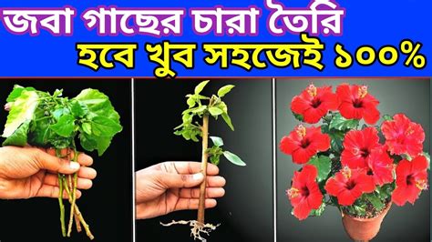 জবা গাছের ডাল থেকে চারা করার পদ্ধতি How To Grow Hibiscus Cutting Youtube