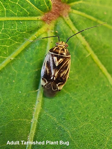 sims 4 how to plant bug on sim 1