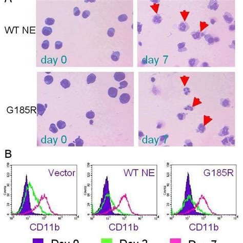 2 Morphological Characteristics During Neutrophil Granulocytic