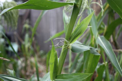 Ancestors Microbiome May Help Corn Resist Insect Pests AgriLife Today