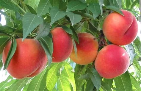 Albero Di Pesco Prunus Persica Simile Red Top Dai Frutti Grossi