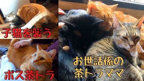 窓辺で猫団子の茶トラと子猫を襲うボス猫の膝乗り茶トラ（保護猫カフェウリエル）梅田 Red Tabby Cat Taking Care Of