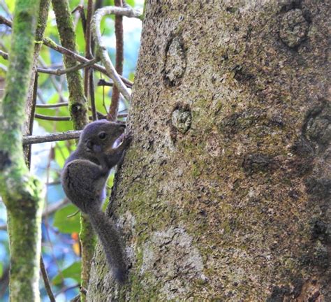 Brookes Squirrel At Kinabalu Park Hq Mammals Of Borneo