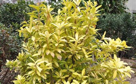 Yellow Ocala Anise Hahira Nursery Buy Georgia Plants Online