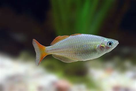 Fiche Du Poisson Melanotaenia Praecox Néon Arc En Ciel Aquablog