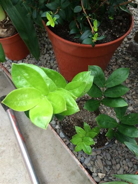 Zamioculcas Zamiifolia Araceae Threave Students Flickr