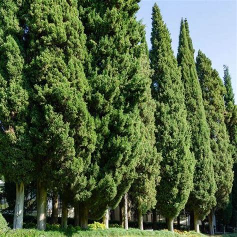 Cypr S De Provence Vente Arbre Et Arbuste P Pini Res Naudet