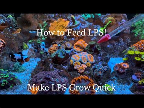 How To Feed Lps Corals Feeding Mysis Shrimp To Lps In My Nano