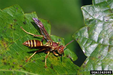 Paper Wasps Genus Polistes