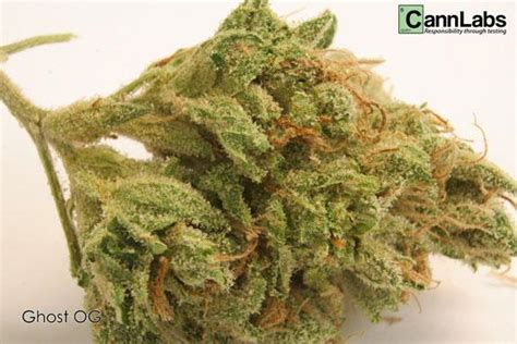 Ghost OG Strain | Cannabis - Marijuana Seeds